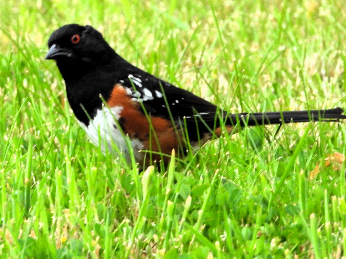 Spotted Towhee - ML620109541