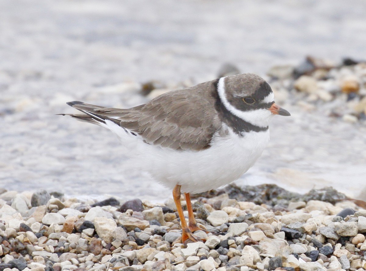 Semipalmated Plover - ML620109542
