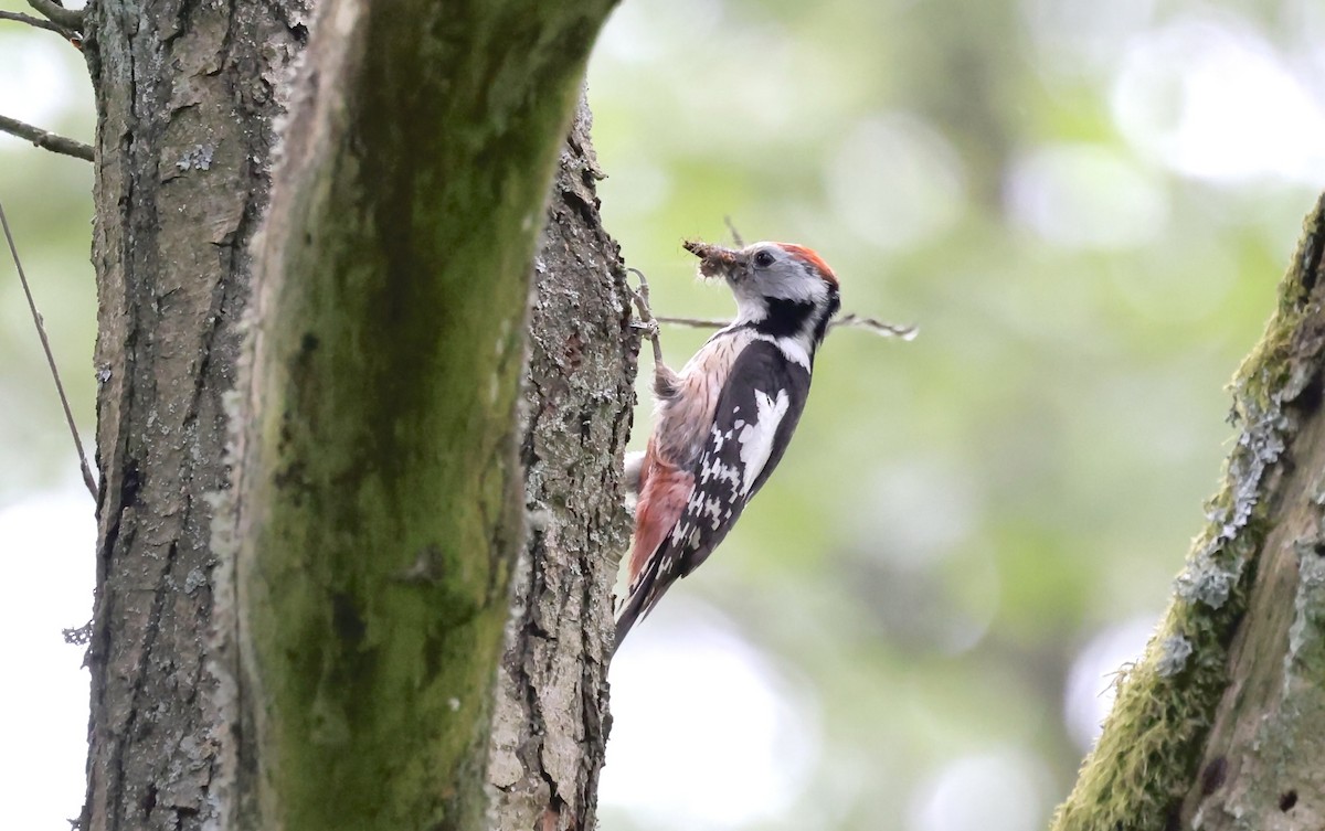 Middle Spotted Woodpecker - ML620109545