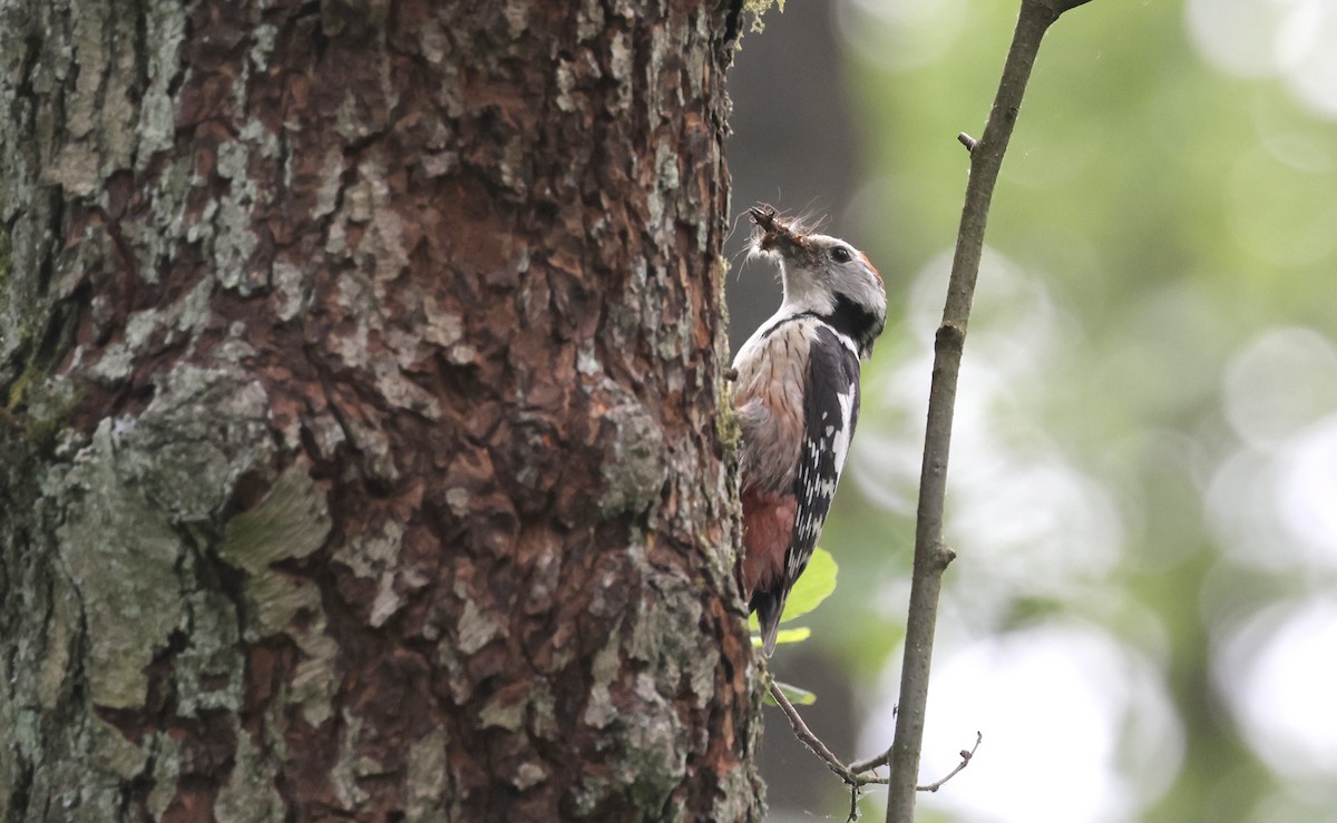 Middle Spotted Woodpecker - ML620109546