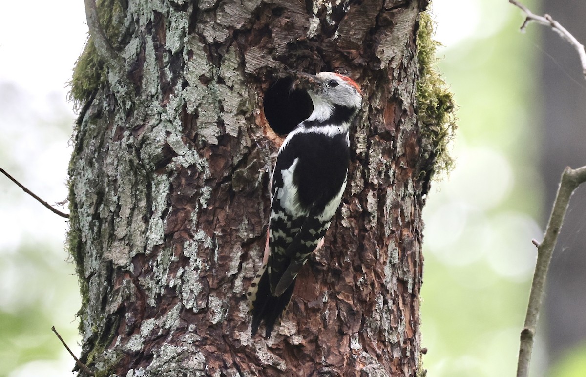 Middle Spotted Woodpecker - ML620109548