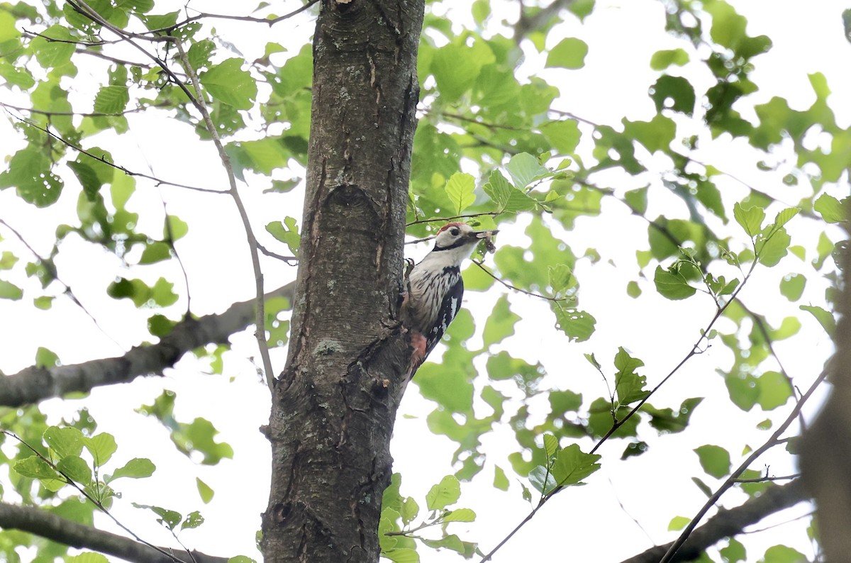 White-backed Woodpecker - ML620109549