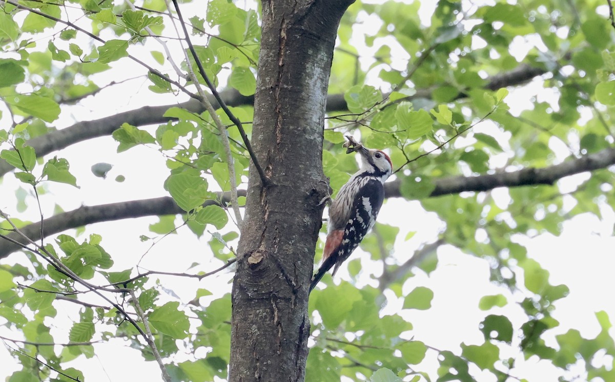 White-backed Woodpecker - ML620109550