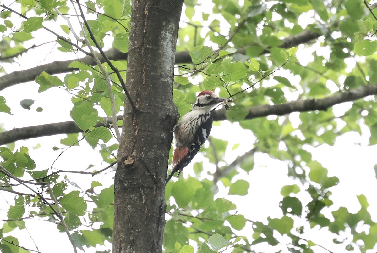 White-backed Woodpecker - ML620109553