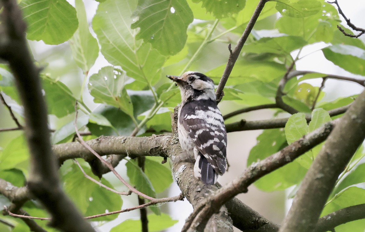 Lesser Spotted Woodpecker - ML620109555