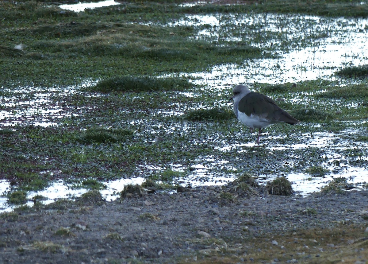 Andean Lapwing - ML620109585