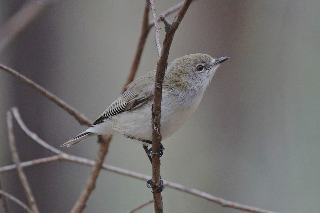 Western Gerygone - ML62010961