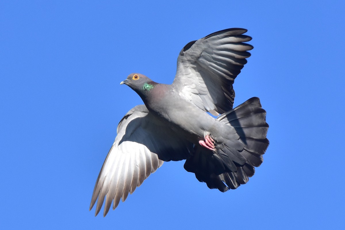 Pigeon d'Eversmann - ML620109624