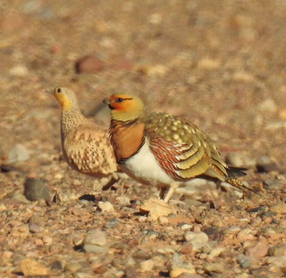 Pin-tailed Sandgrouse - ML620109625