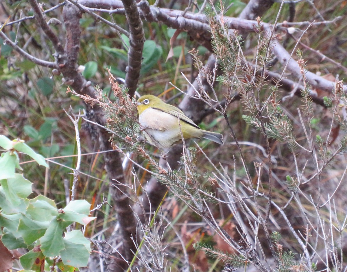 Graumantel-Brillenvogel - ML620109627