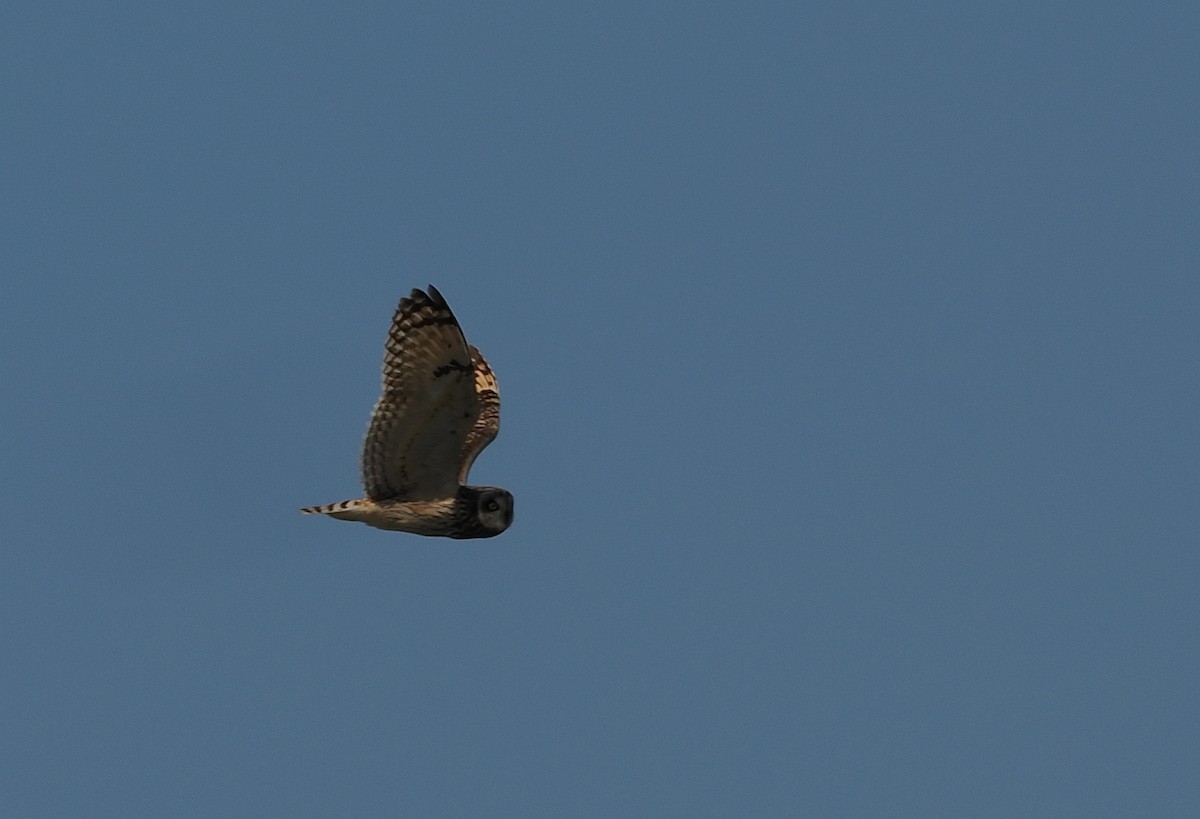 Short-eared Owl - ML620109628