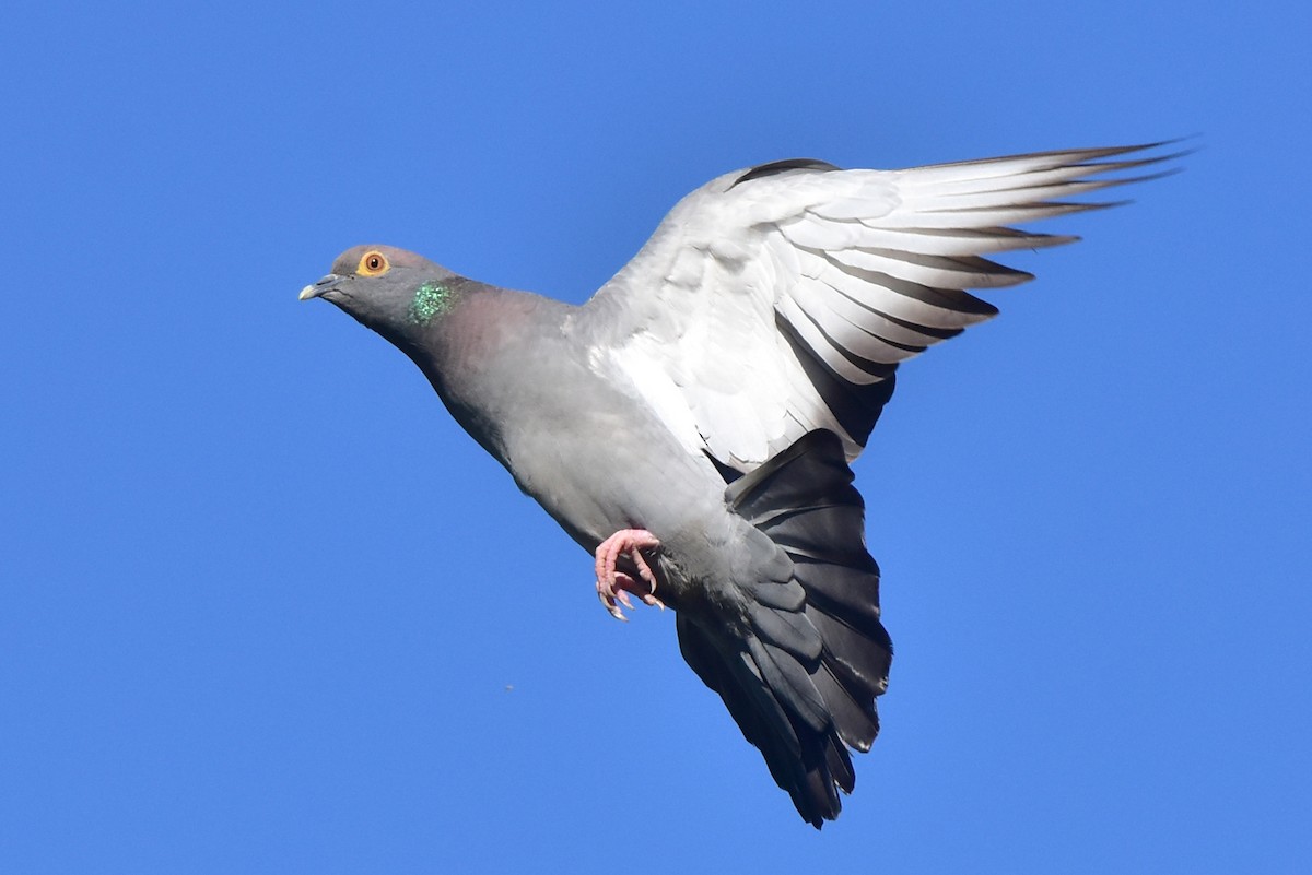 Pigeon d'Eversmann - ML620109649