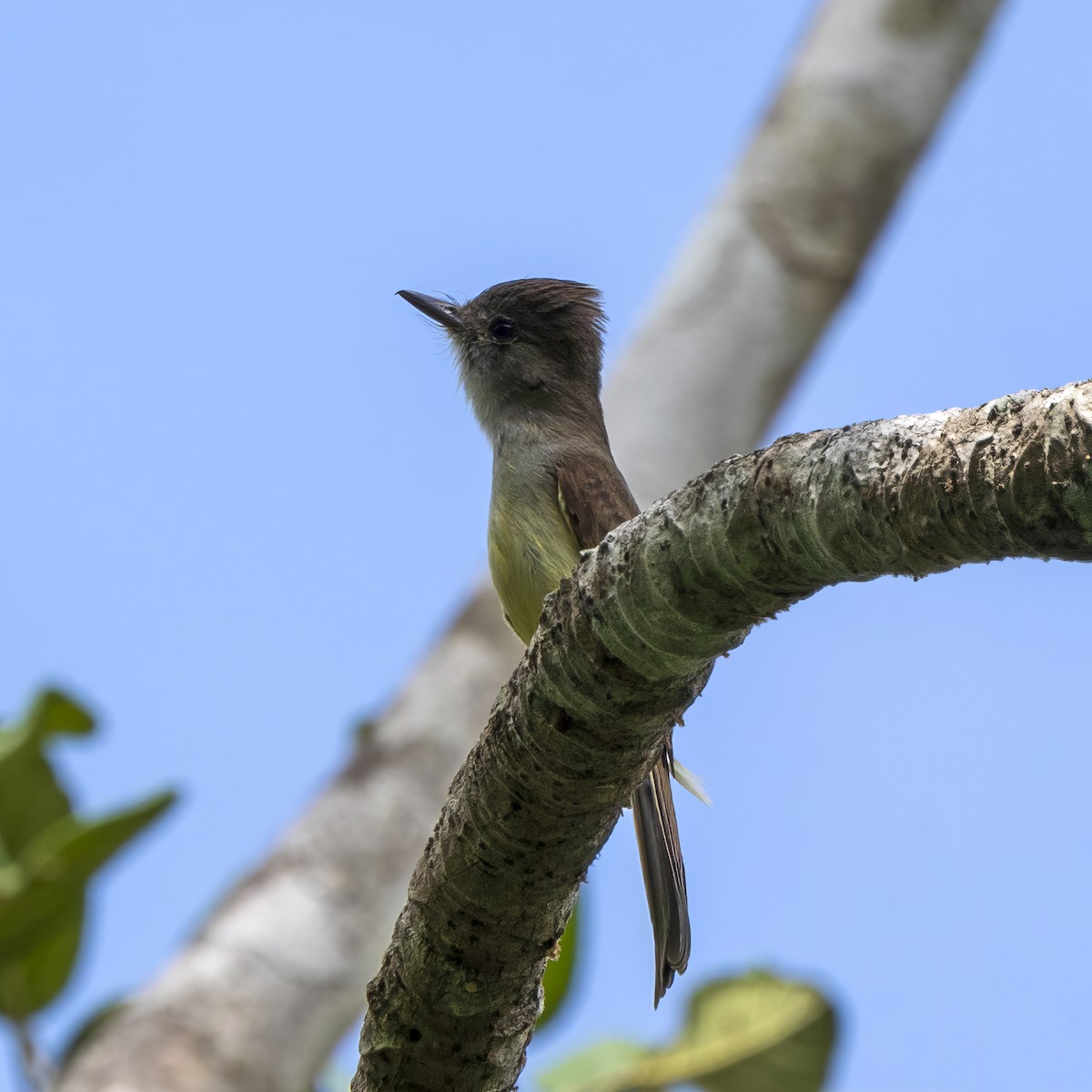 Yucatan Flycatcher - ML620109654