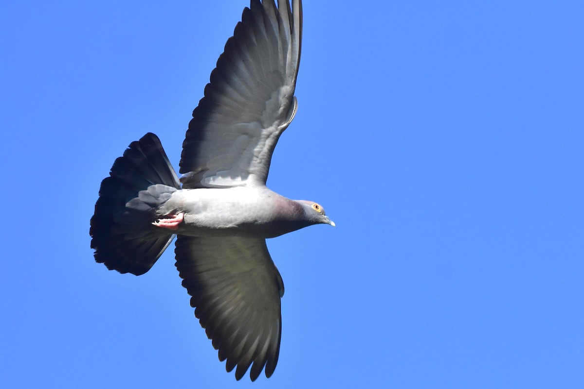 Pigeon d'Eversmann - ML620109655