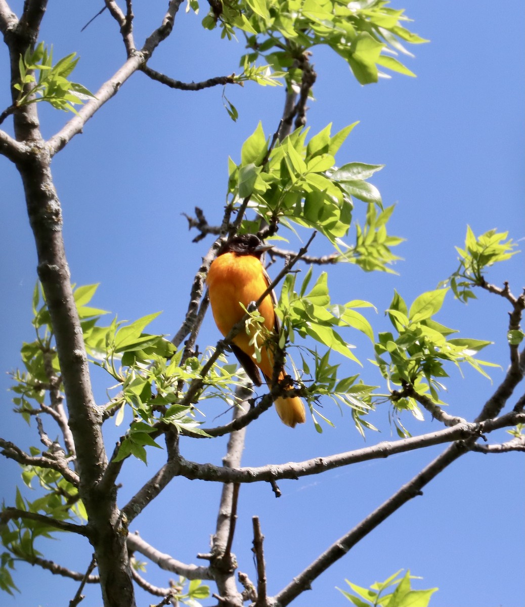 Oriole de Baltimore - ML620109660