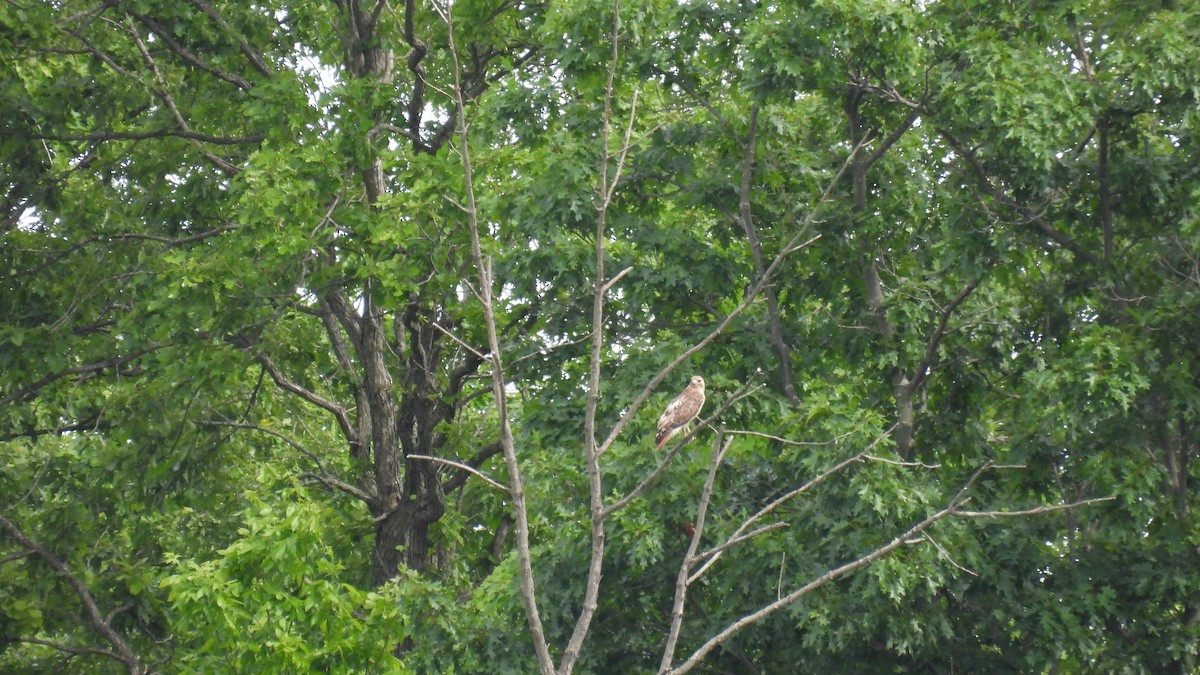 Red-tailed Hawk - ML620109683