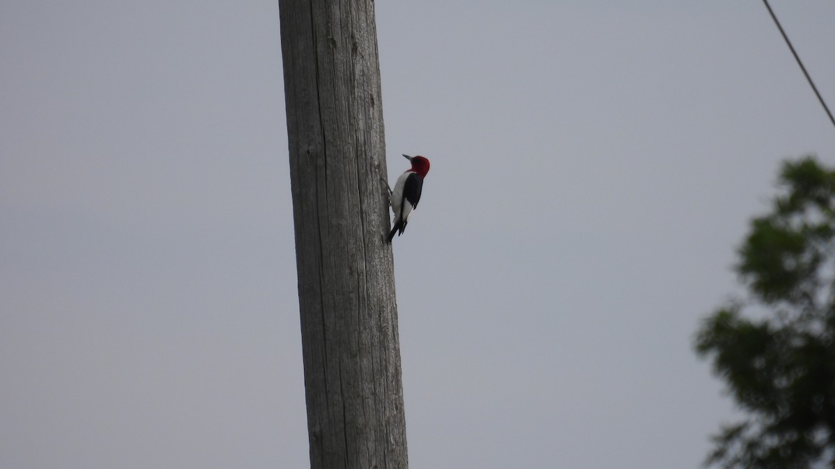 Red-headed Woodpecker - ML620109692