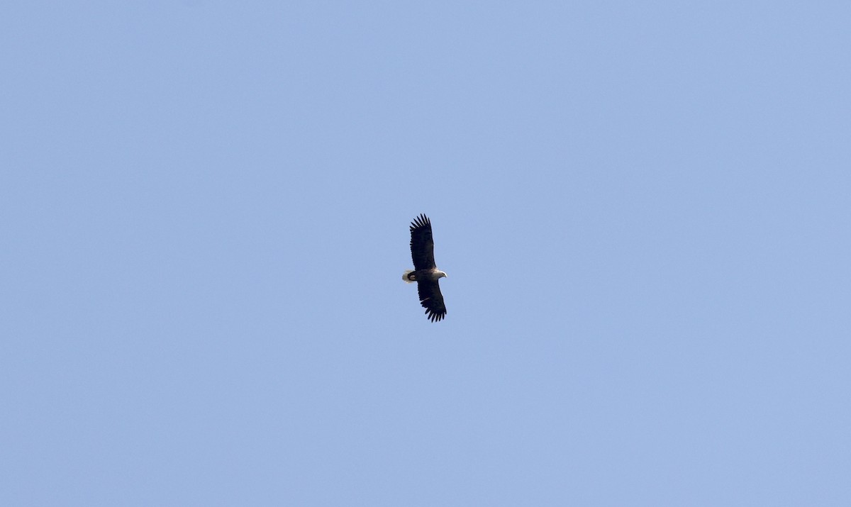 White-tailed Eagle - ML620109694