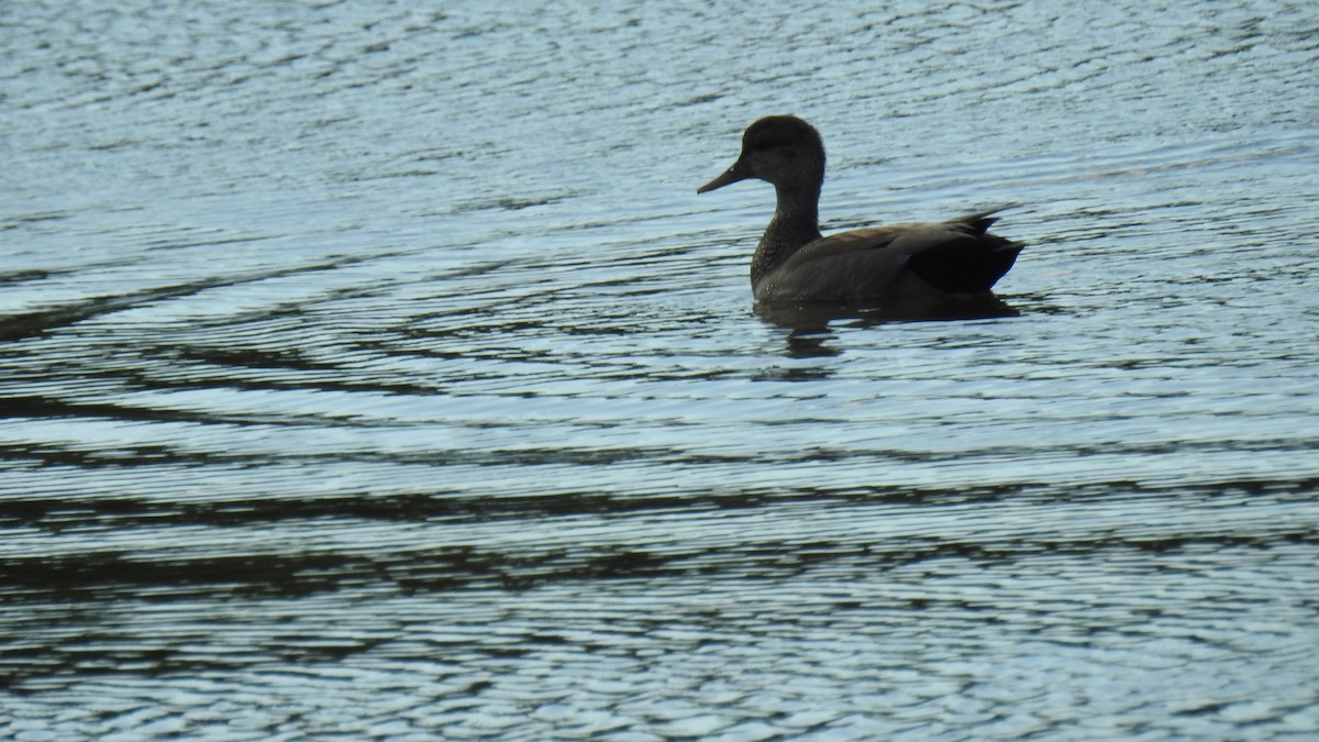 Ánade Friso (strepera) - ML620109707