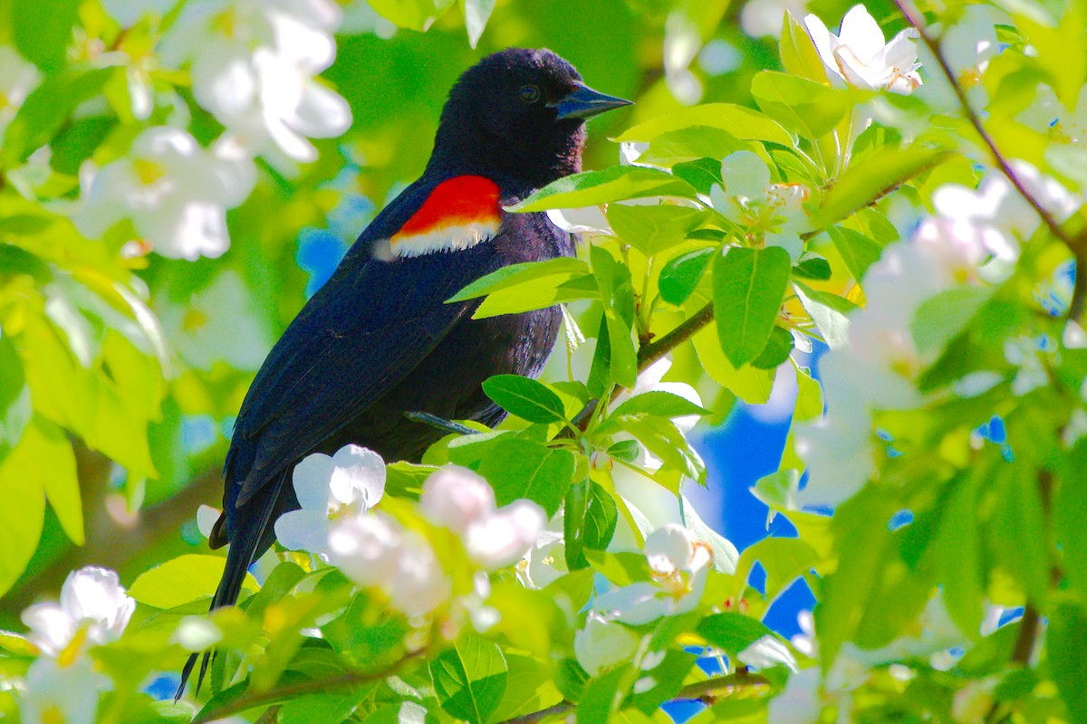 Red-winged Blackbird - ML620109712