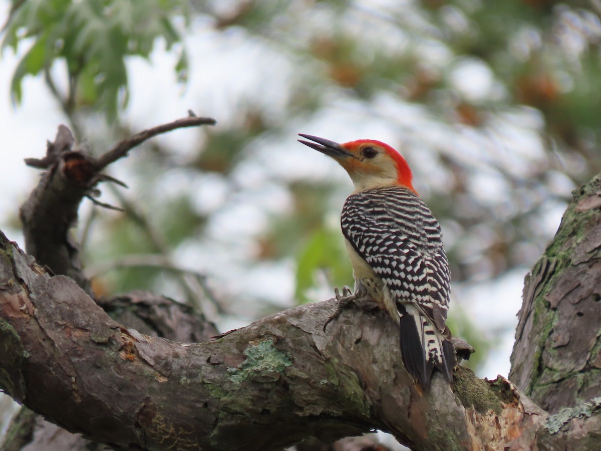 Red-bellied Woodpecker - ML620109720