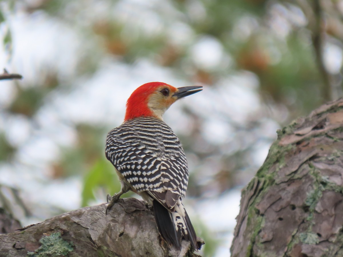 Red-bellied Woodpecker - ML620109726