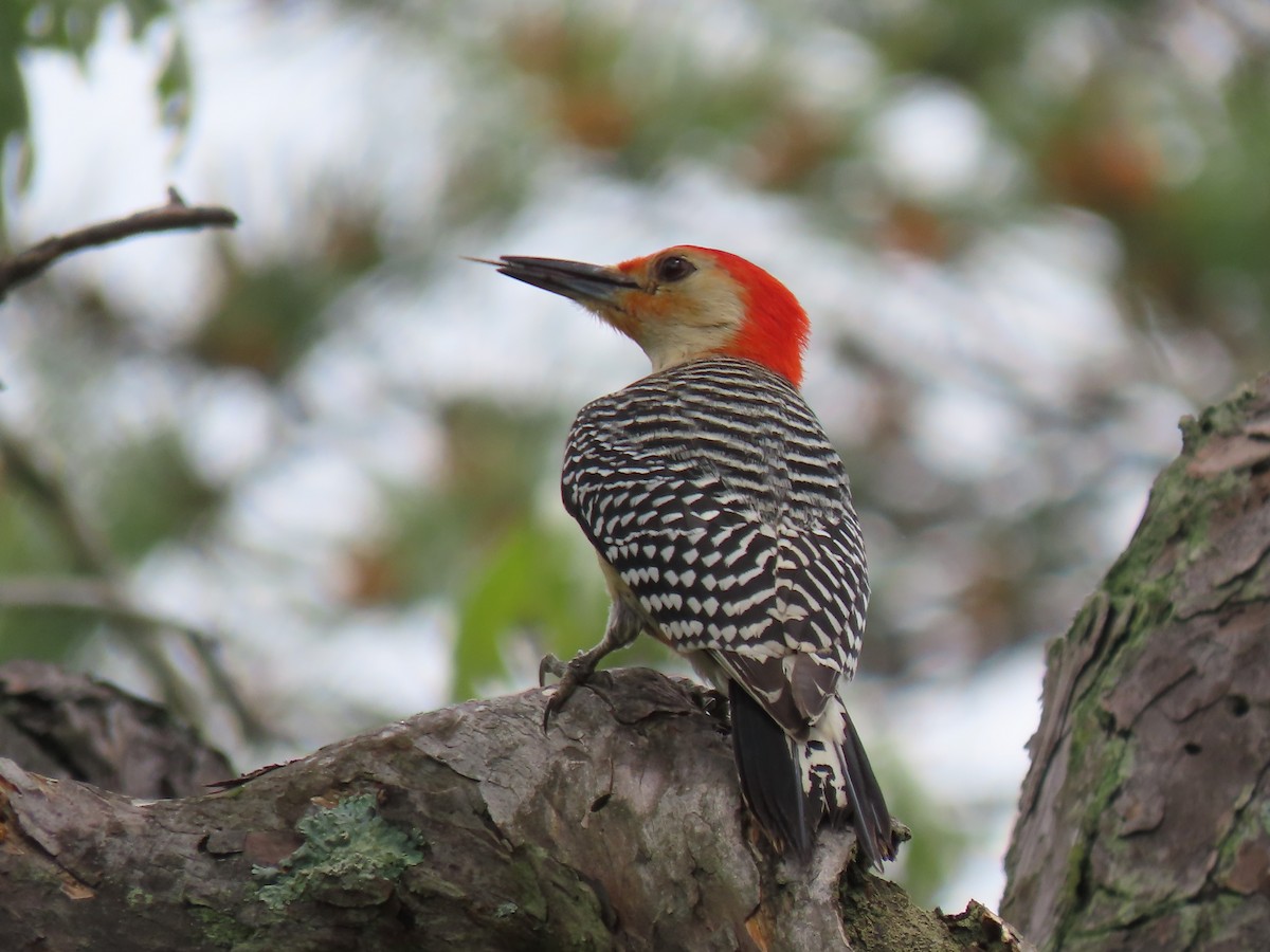 Red-bellied Woodpecker - ML620109732