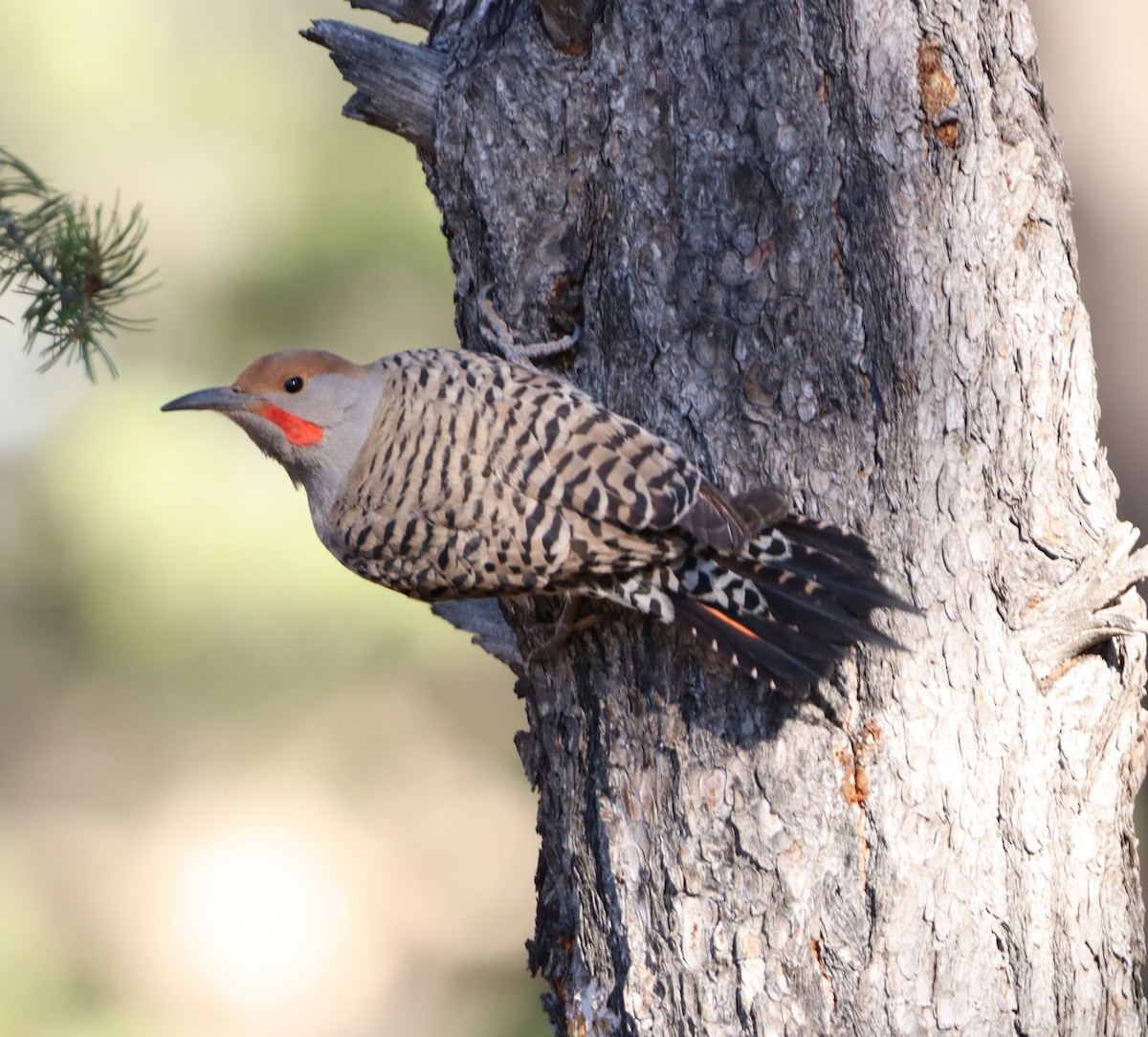 Northern Flicker (Red-shafted) - ML620109752
