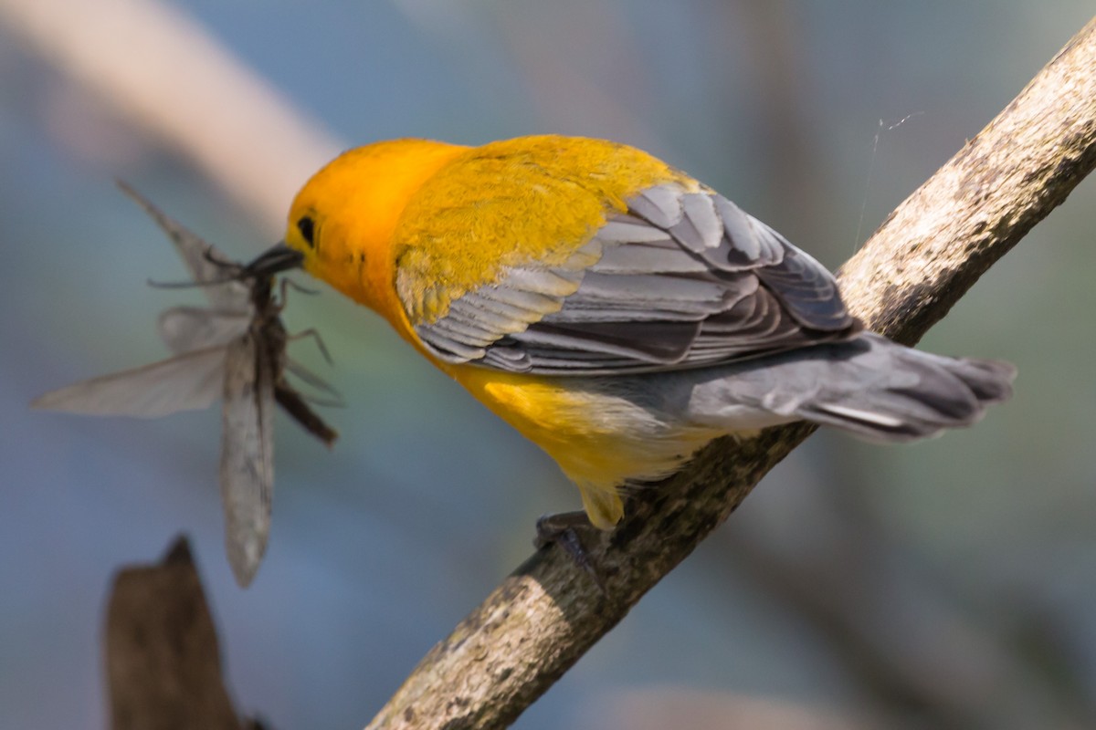 Prothonotary Warbler - ML620109755
