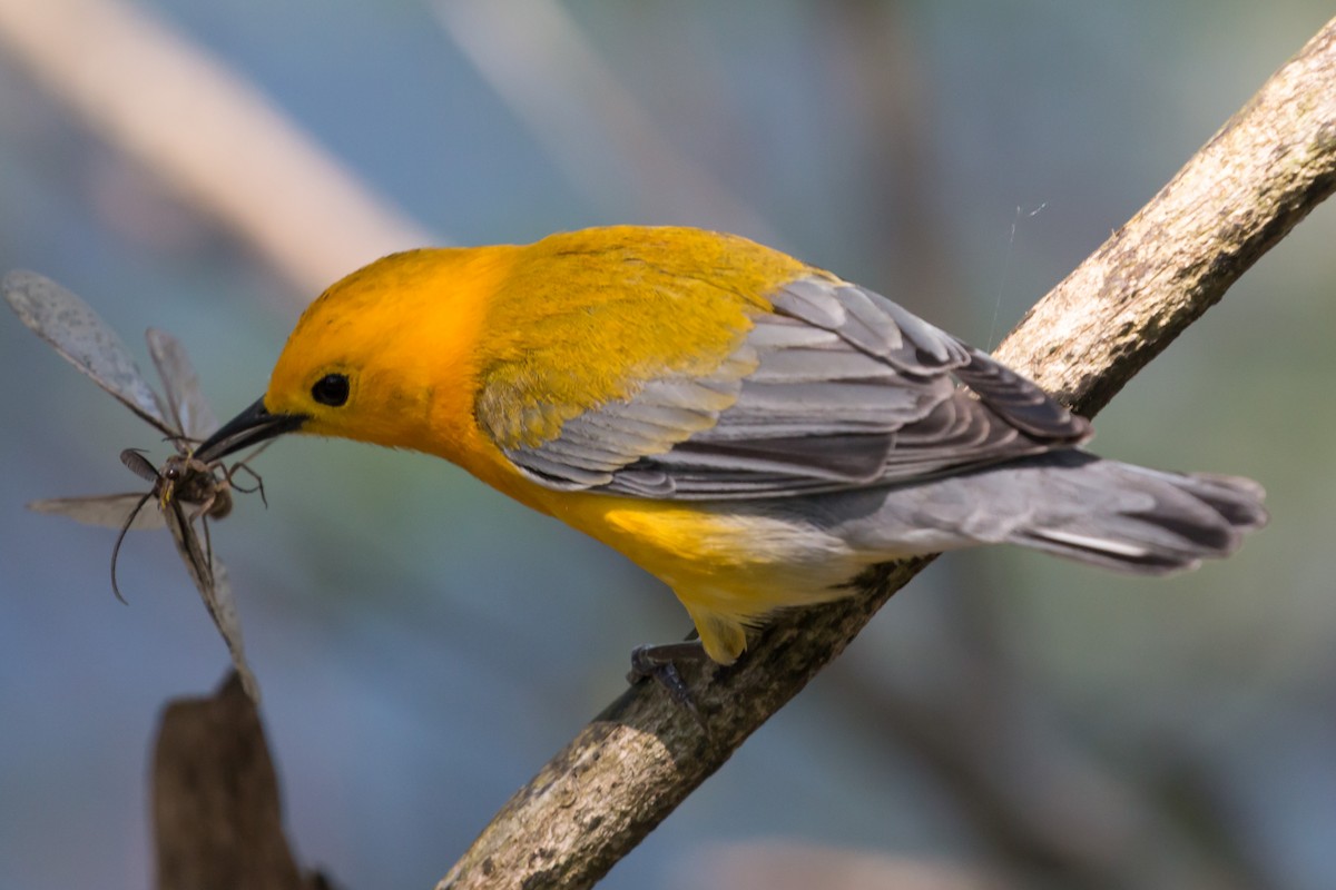 Prothonotary Warbler - ML620109756