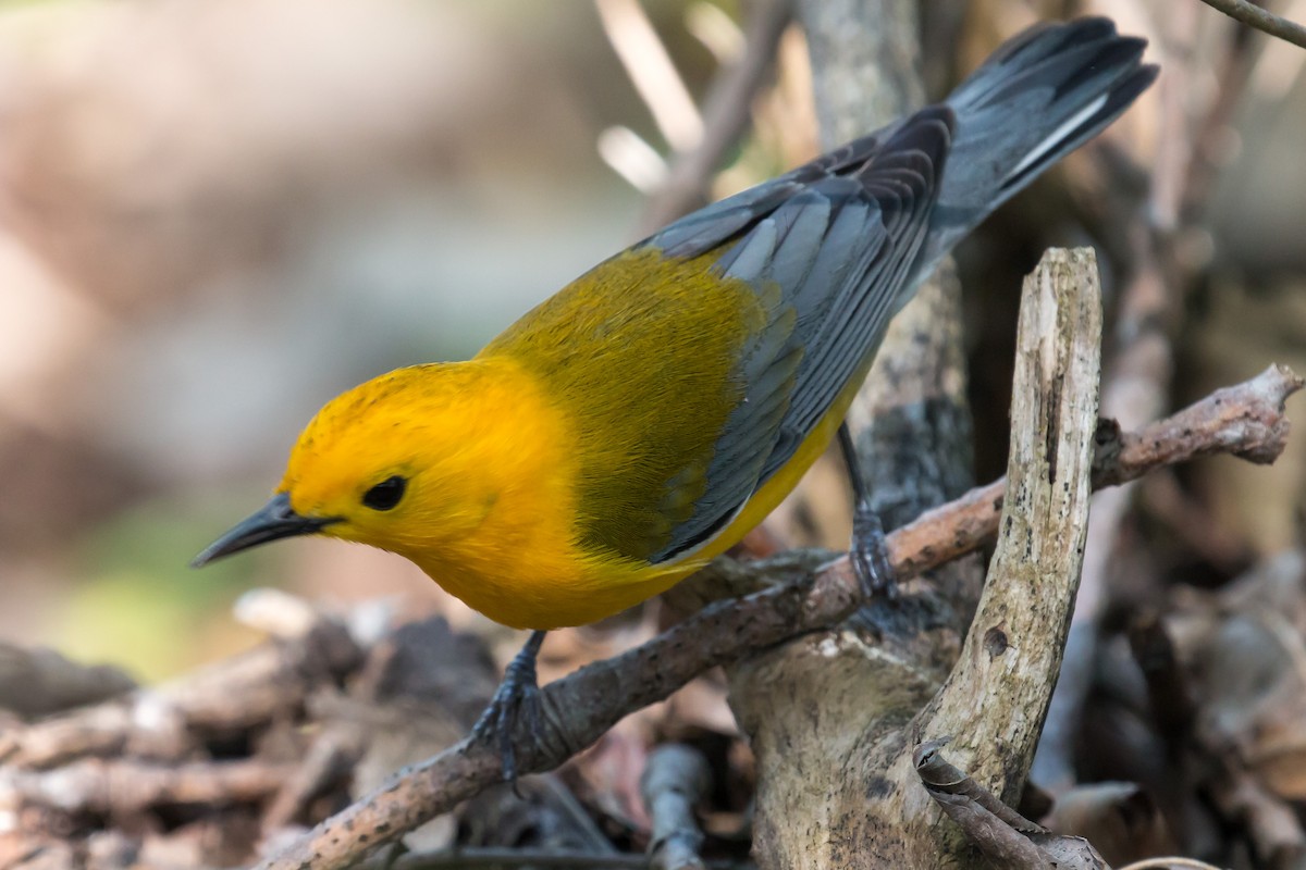 Prothonotary Warbler - ML620109757