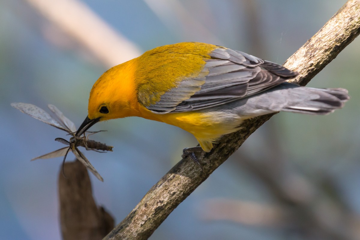 Prothonotary Warbler - ML620109758