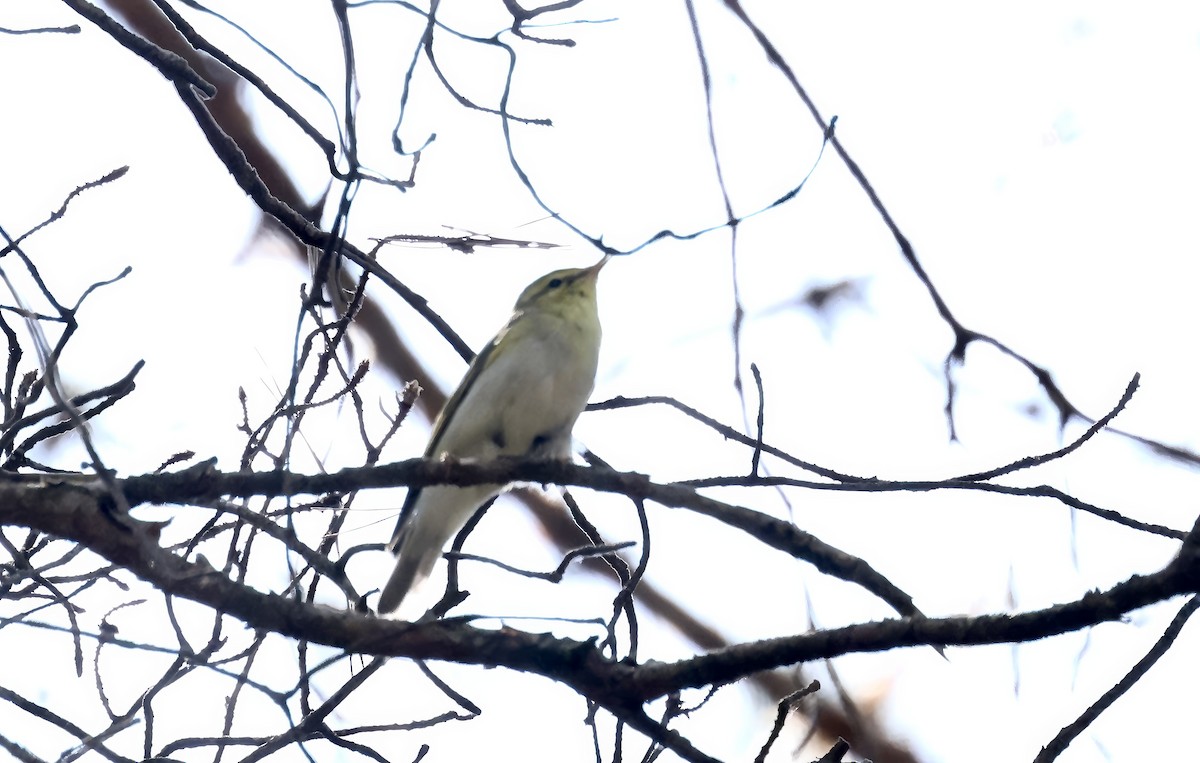 Wood Warbler - ML620109783