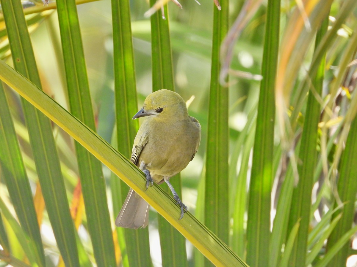 Palm Tanager - ML620109794