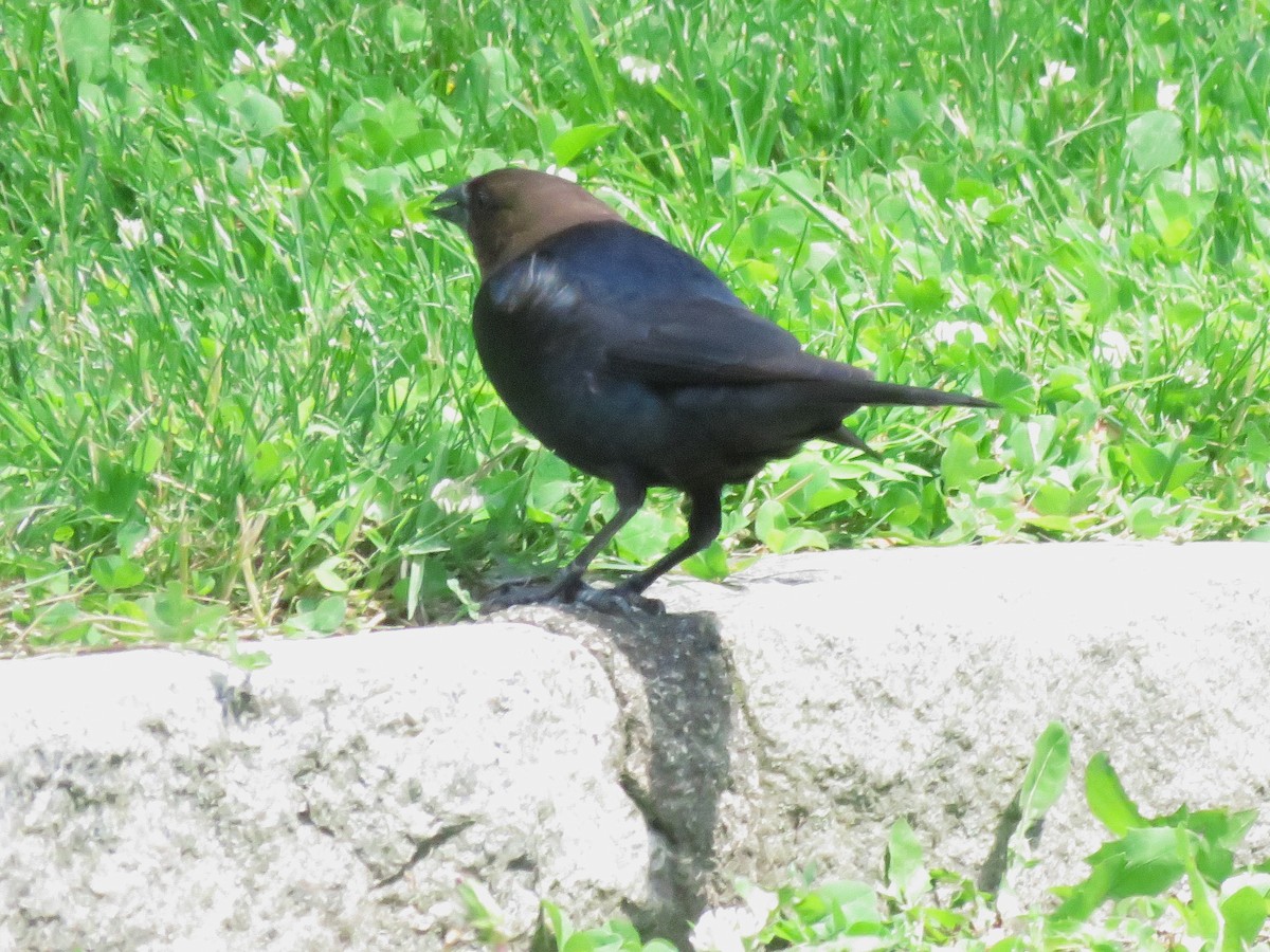 Brown-headed Cowbird - ML620109802