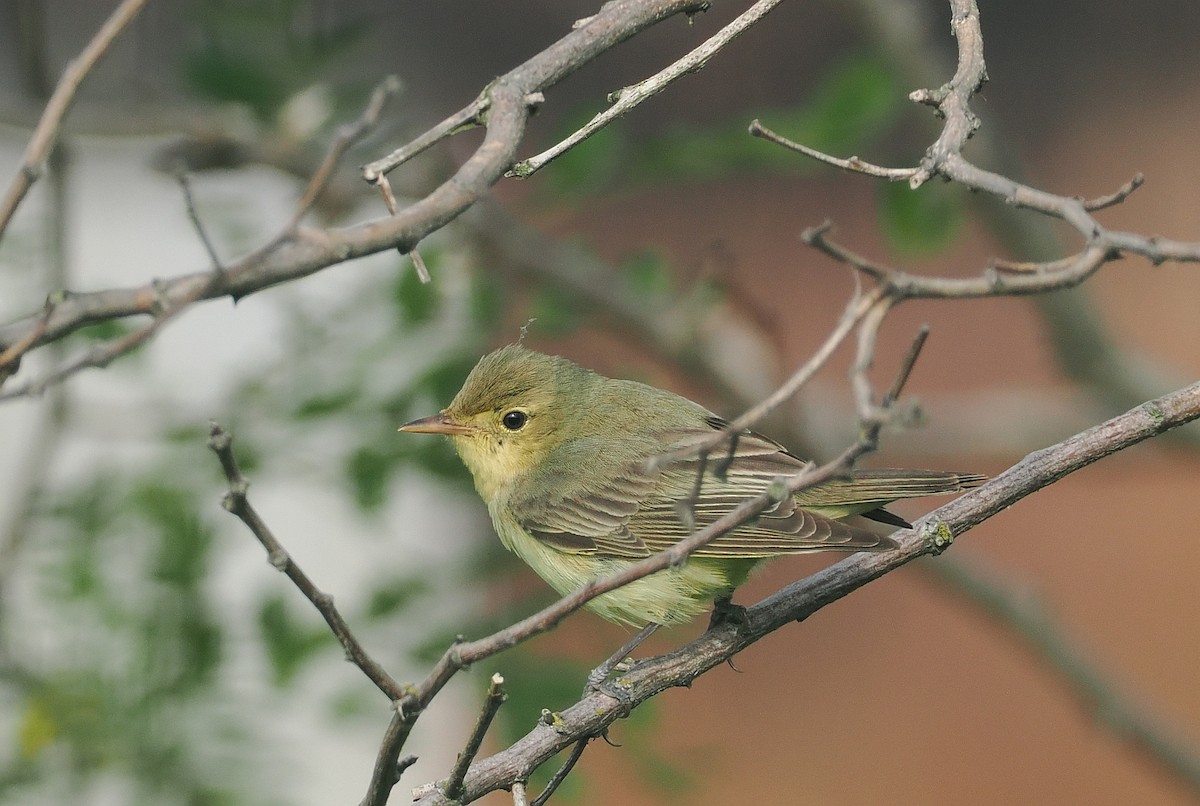 Icterine Warbler - ML620109813