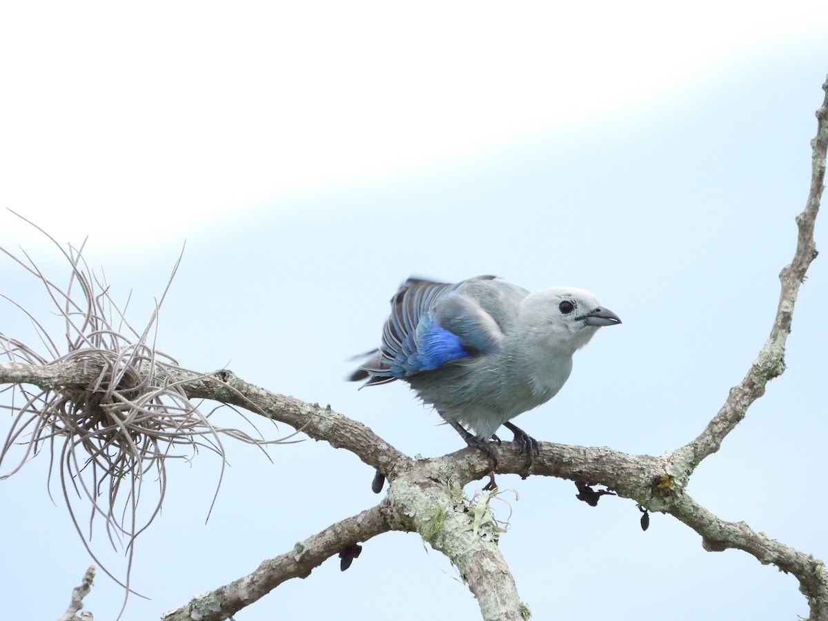 Blue-gray Tanager - ML620109816