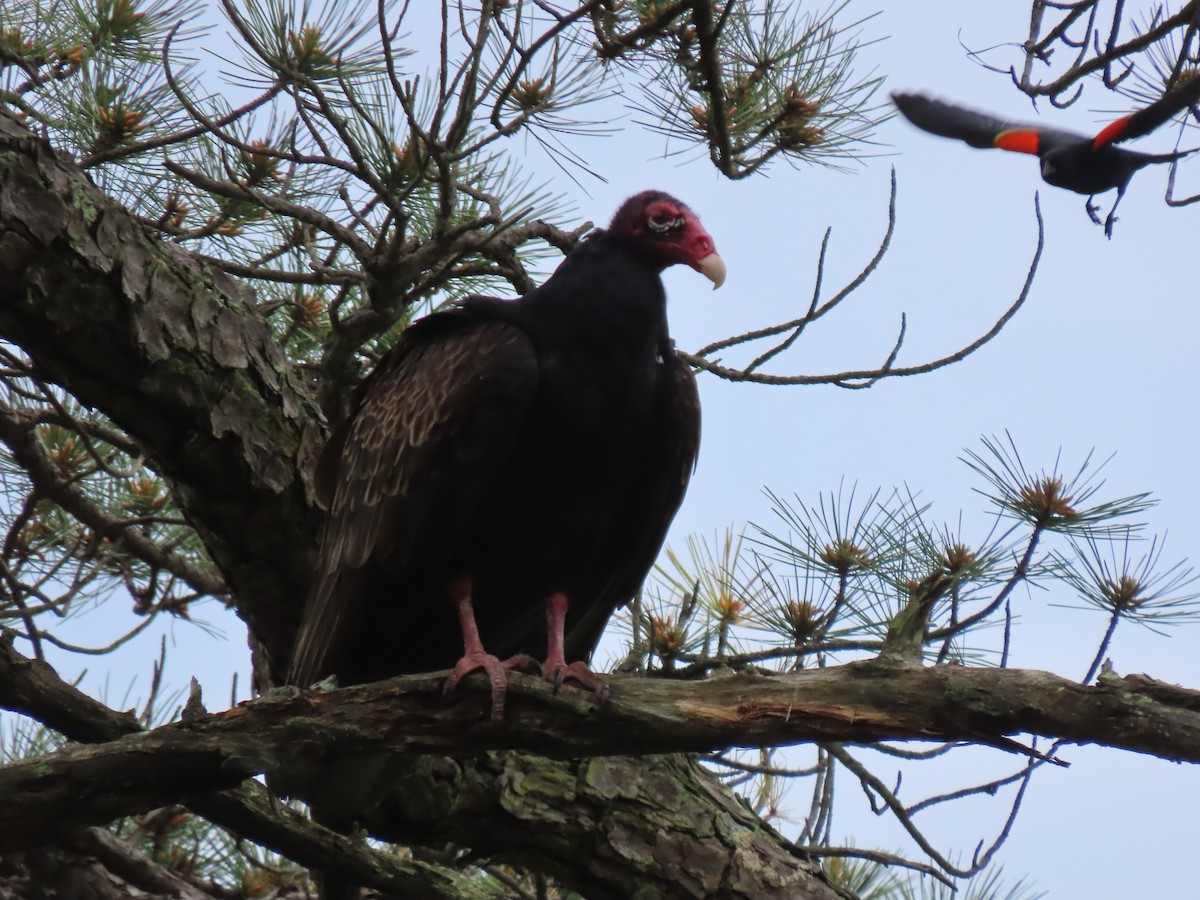 Turkey Vulture - ML620109826