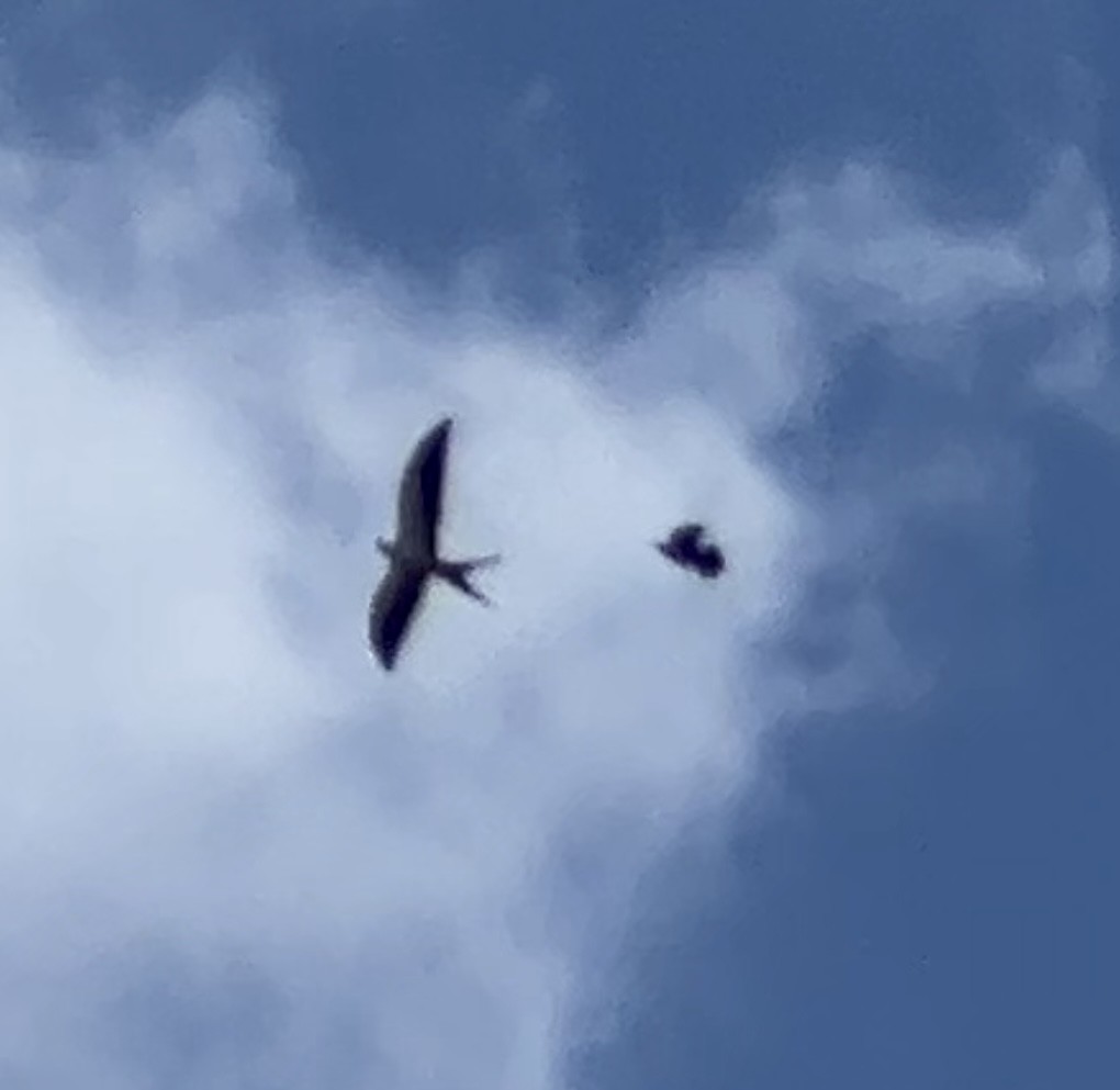 Swallow-tailed Kite - ML620109831