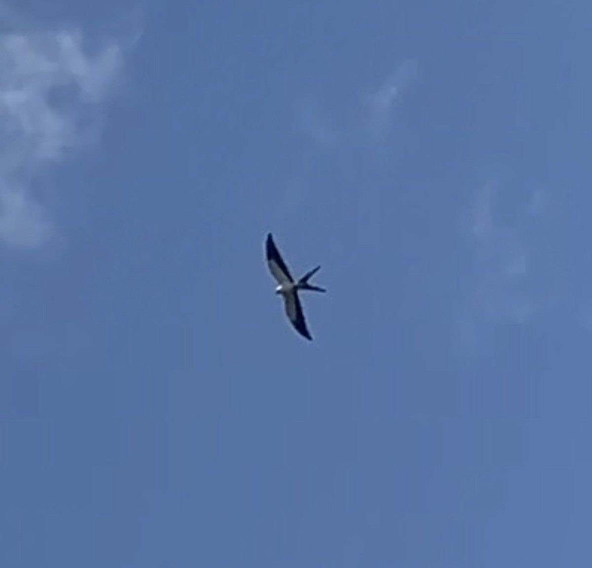 Swallow-tailed Kite - ML620109838