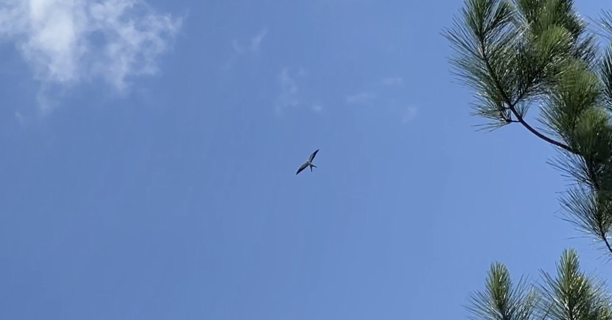 Swallow-tailed Kite - ML620109839