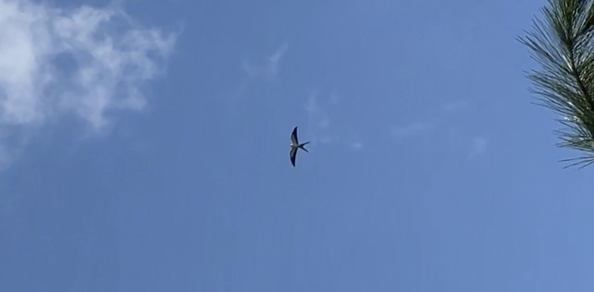 Swallow-tailed Kite - ML620109861