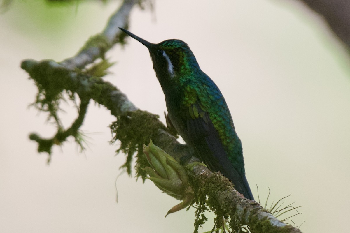 Purple-throated Mountain-gem - ML620109868