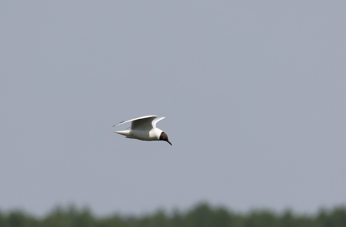 Black-headed Gull - ML620109872