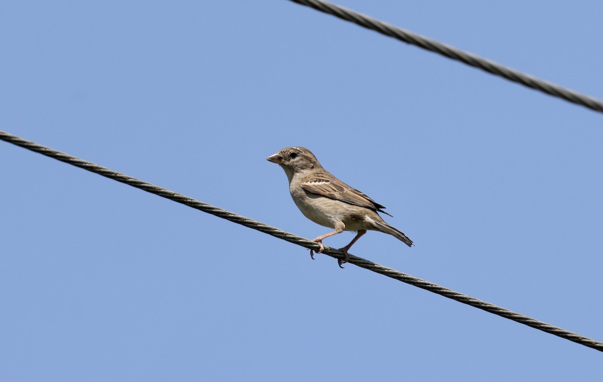 House Sparrow - ML620109878