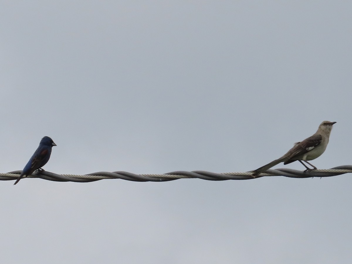 Northern Mockingbird - ML620109892