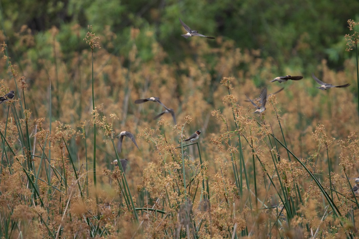 Cliff Swallow - ML620109893