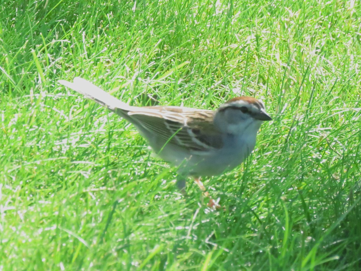 Chipping Sparrow - ML620109894