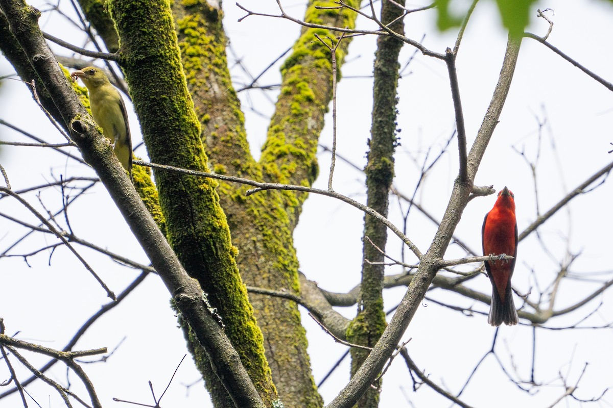 Scarlet Tanager - ML620109896
