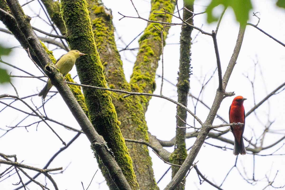 Scarlet Tanager - ML620109897